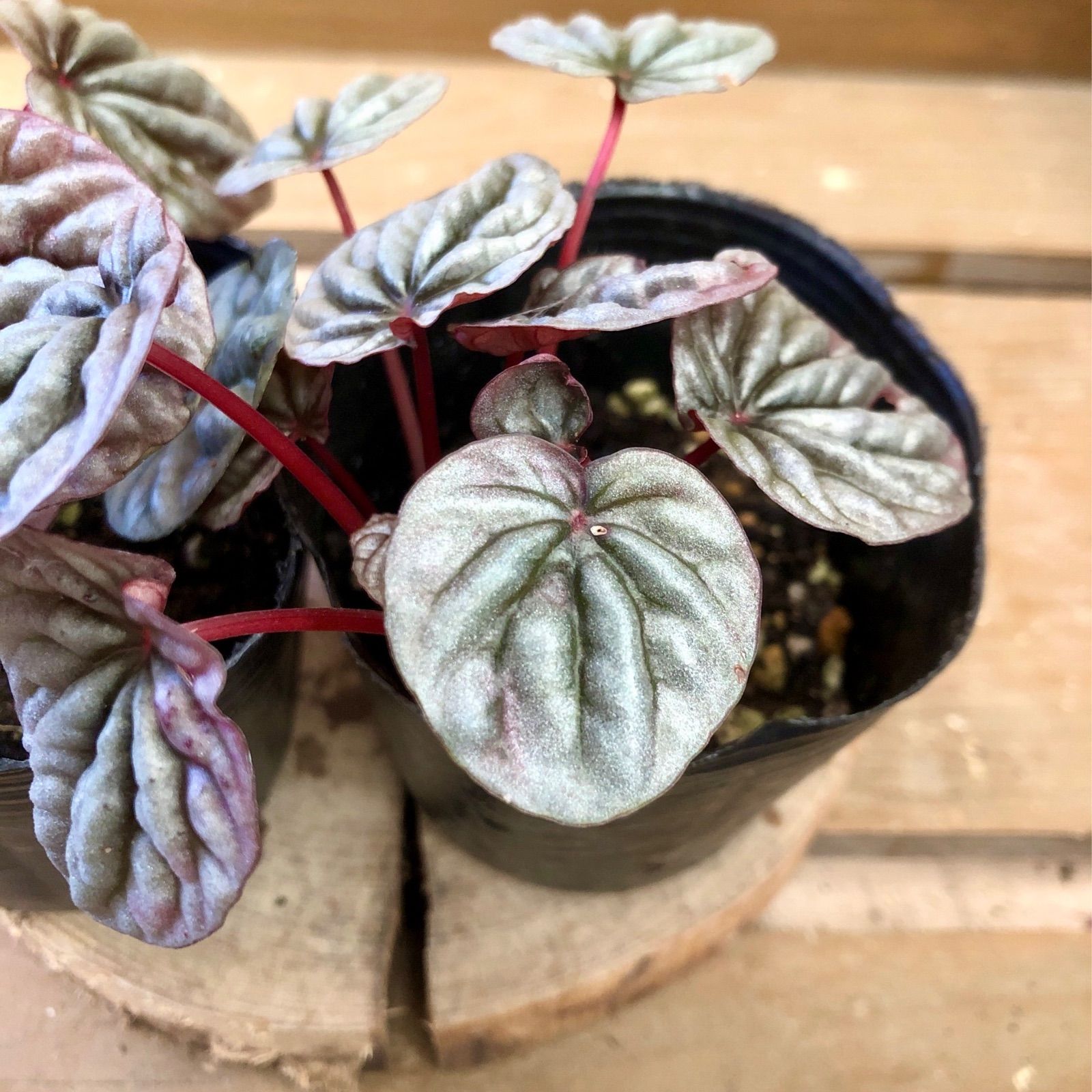 観葉植物　ペペロミア カペラータ　2ポットset