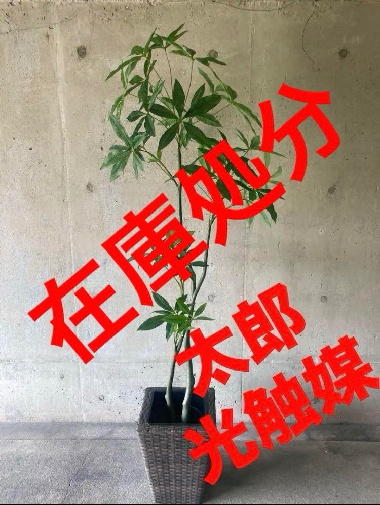光触媒人工観葉植物ウォールグリーンフェイクグリーンボダイジュ180
