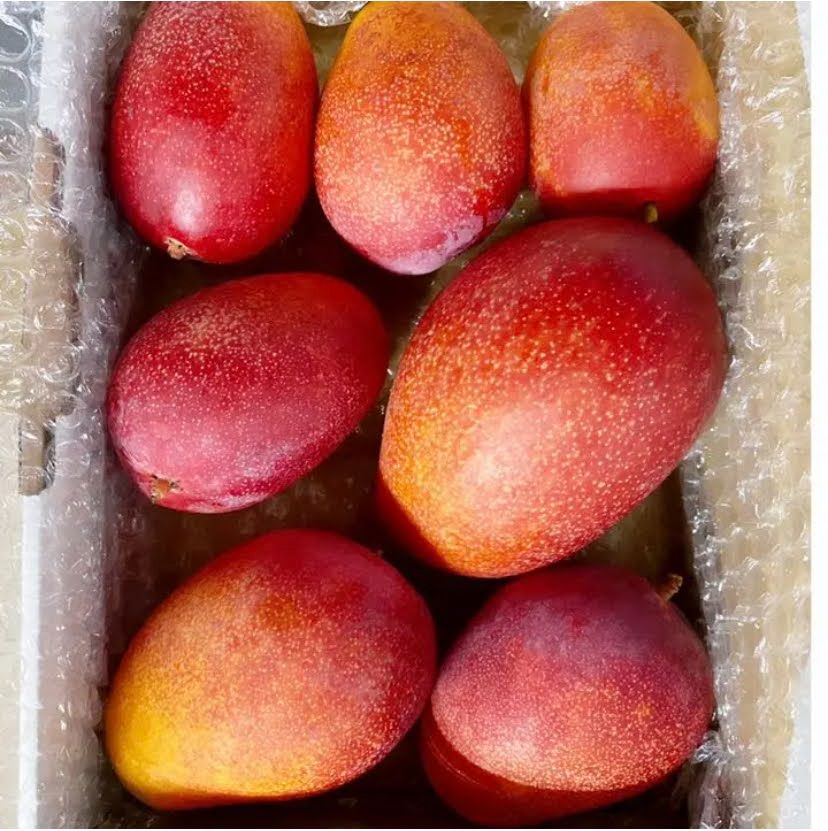 得価本物保証宮崎産　完熟マンゴーとミニマンゴー　2.4kg 果物