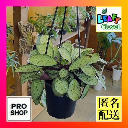 クテナンテ アマグリス 3.5号吊り鉢 観葉植物 ハンギンググリーン インテリア カラテア類 - メルカリ