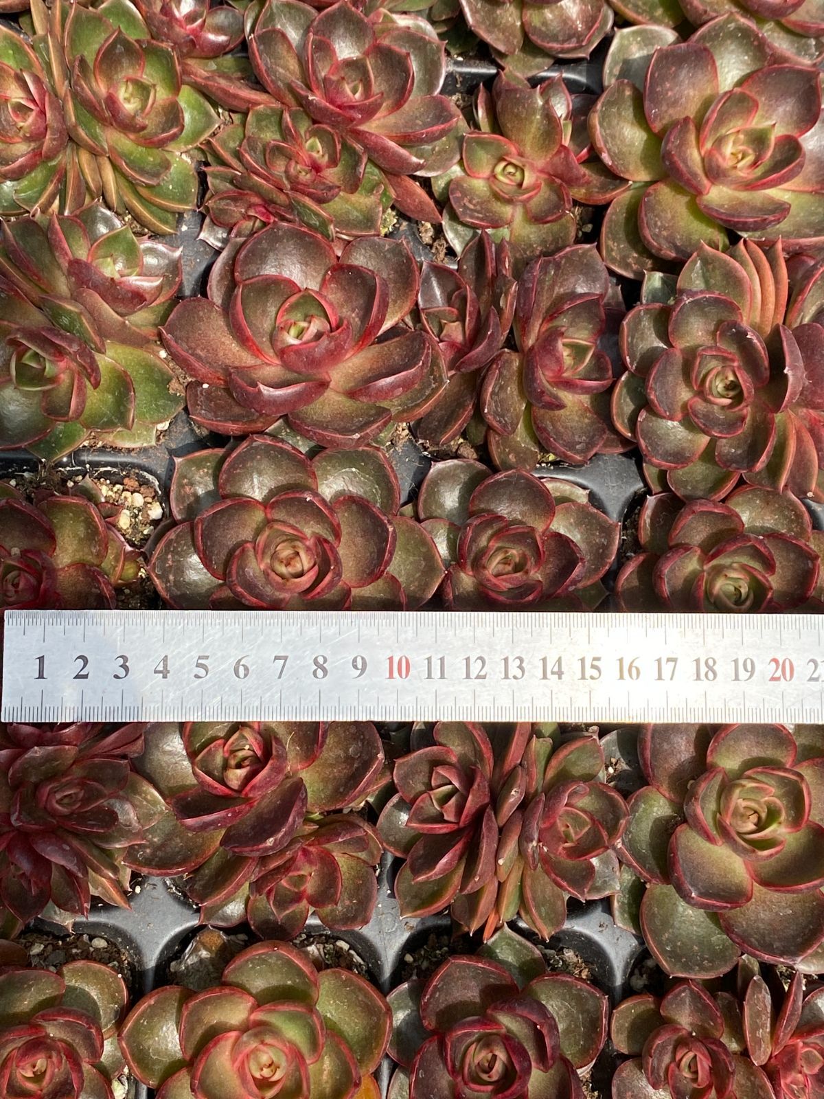 ZM1683×50 レッドライト