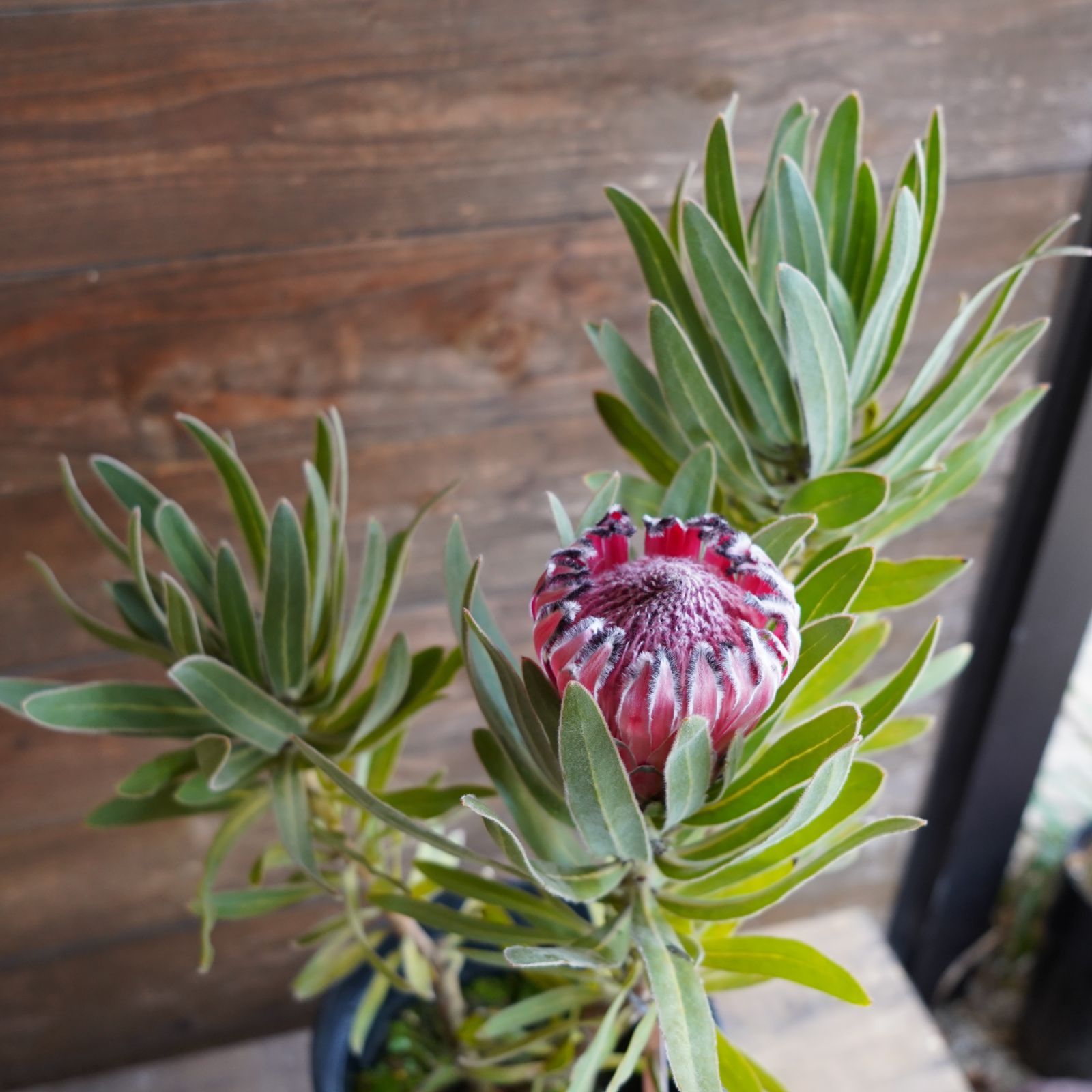 プロテア ”オーストラリスルビー” C オージープランツ 現物発送 公式