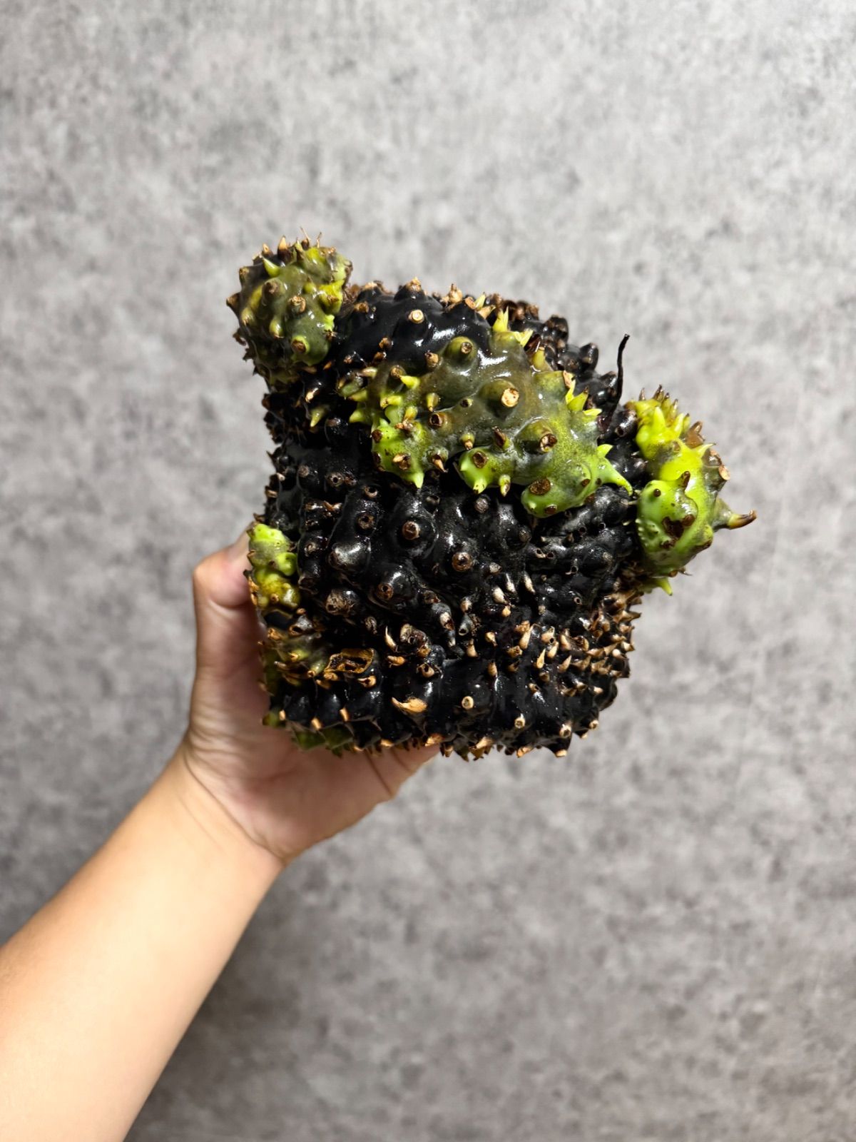 特大＊ ▽Lecanopteris Spp balgooyi▽ B65レカノプテリス バルゴイ