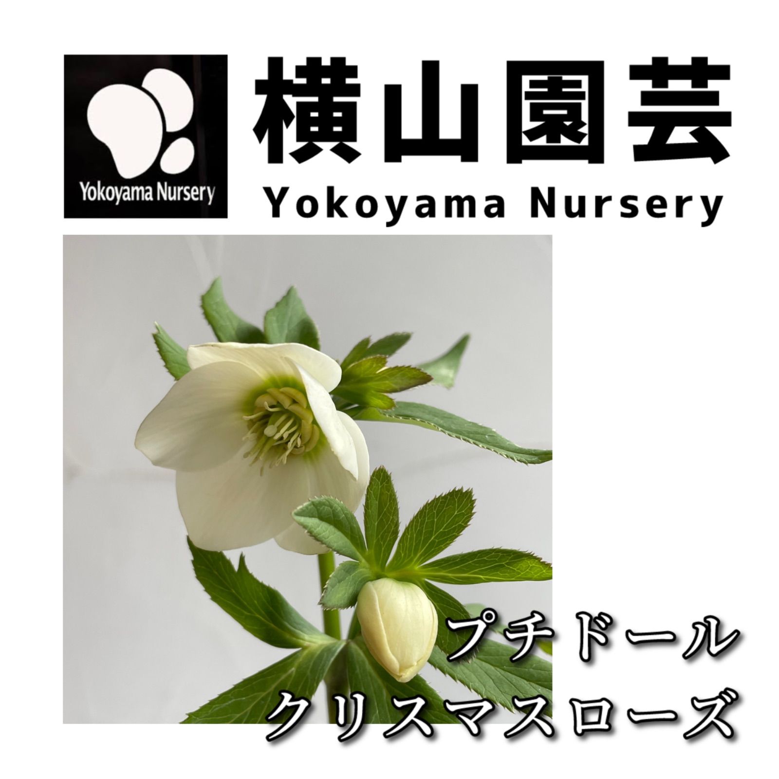 横山園芸】クリスマスローズ・プチドール 開花株 4.5号ラベル苗【個体
