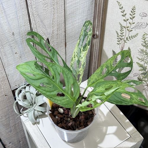 超希少❗️モンステラ　アダンソニー　マドカズラ　斑入り✨ モンステラ アダンソニー マドカズラ斑入り 鉢モスポール付き