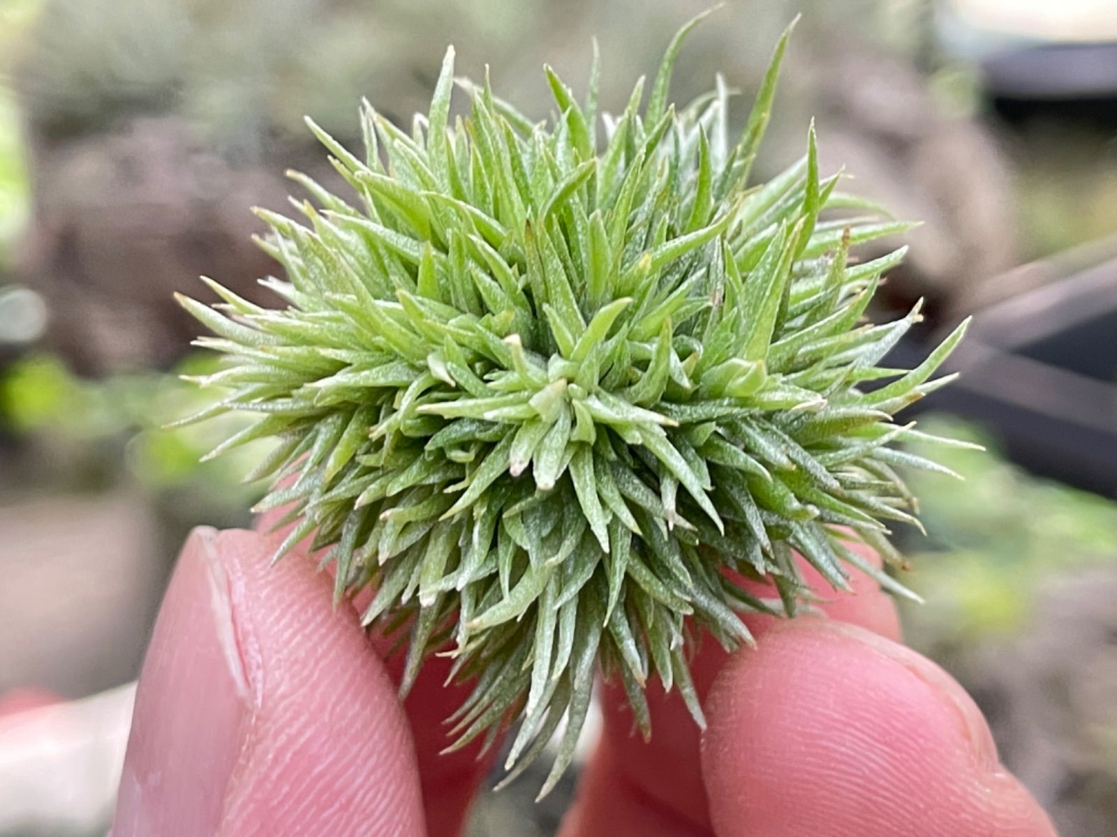 メルカリshops 大 ティランジア アエラントス テディベアaeranthosteddybear