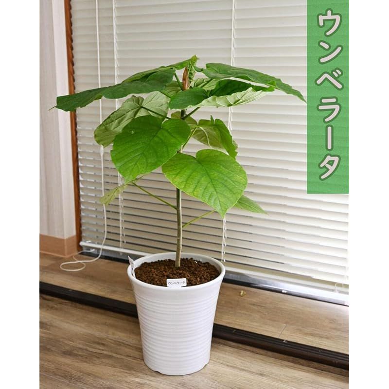 観葉植物 ウンベラータ インテリアグリーン フィカス