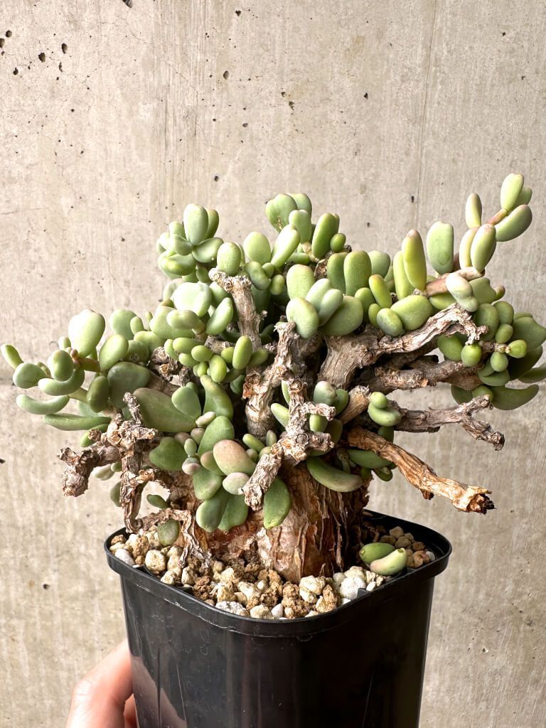 ドルステニア・ギガス（Dorstenia gigas）種子 5粒 ドルステニアギガス