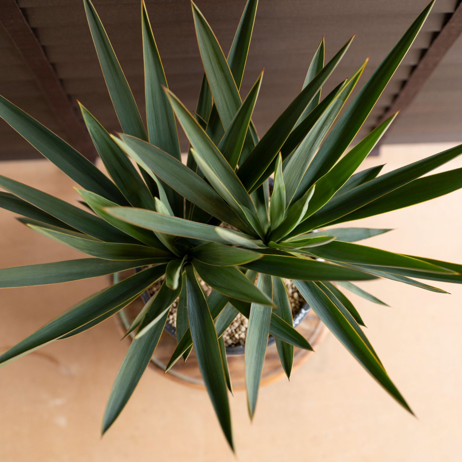 25060】（2ヘッド）ユッカグロリオサ アツバキミガヨラン 25065】（2