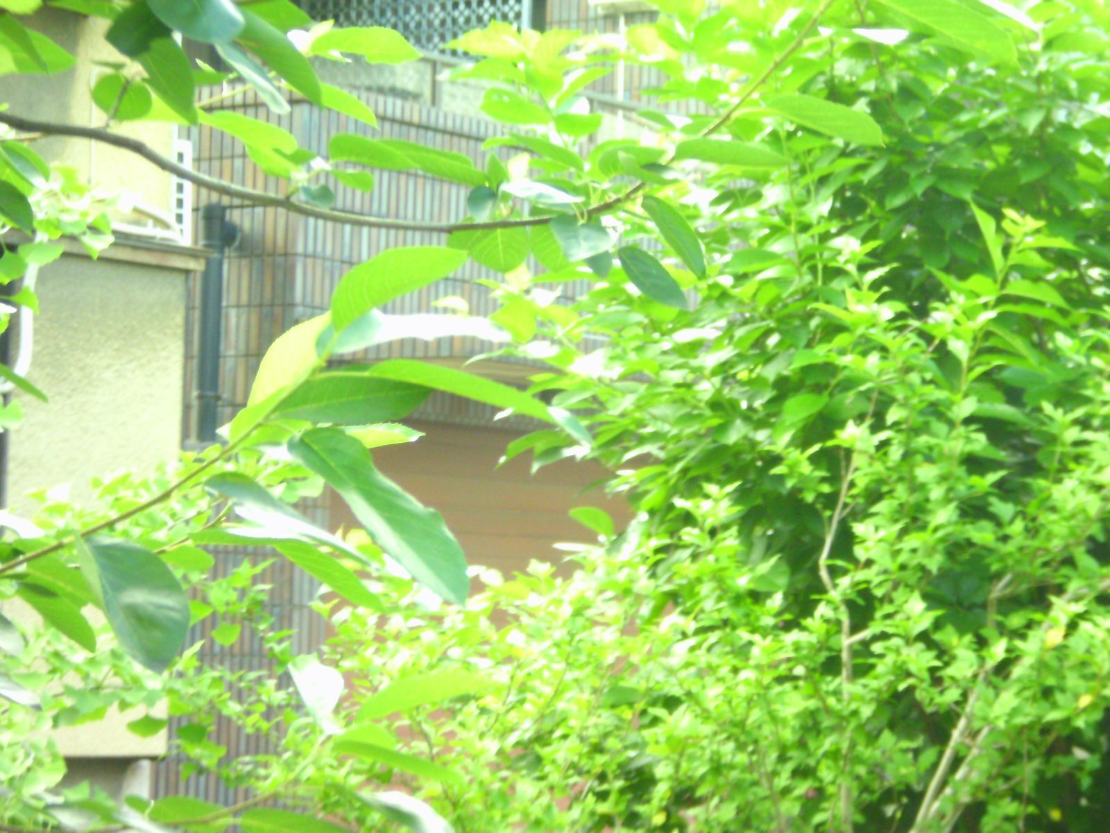 スマホ転送可 コンデジ コンパクト デジタルカメラ 作例写真つき 光学3 