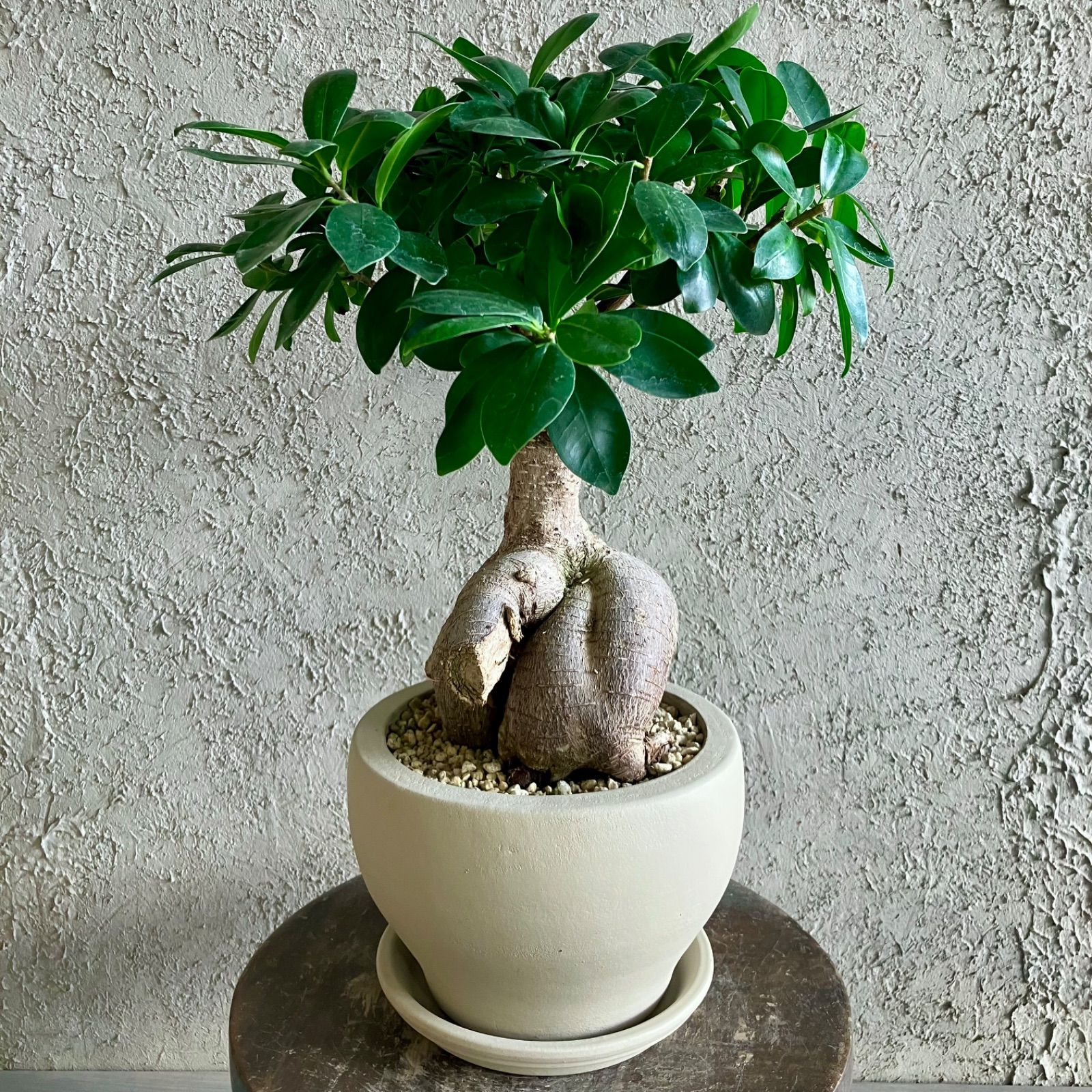 美形 幹太 ガジュマル 6号 テラコッタ鉢植え ストーンベージュ 受け皿付き