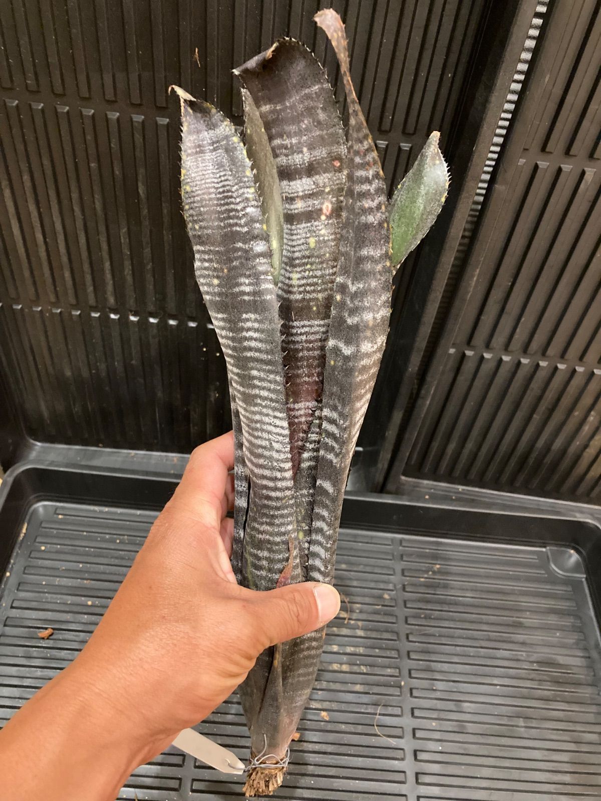 ビルベルギア