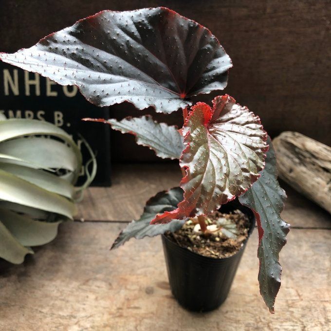 スキンダプサス ブラック ドラゴン 1 【公式通販】