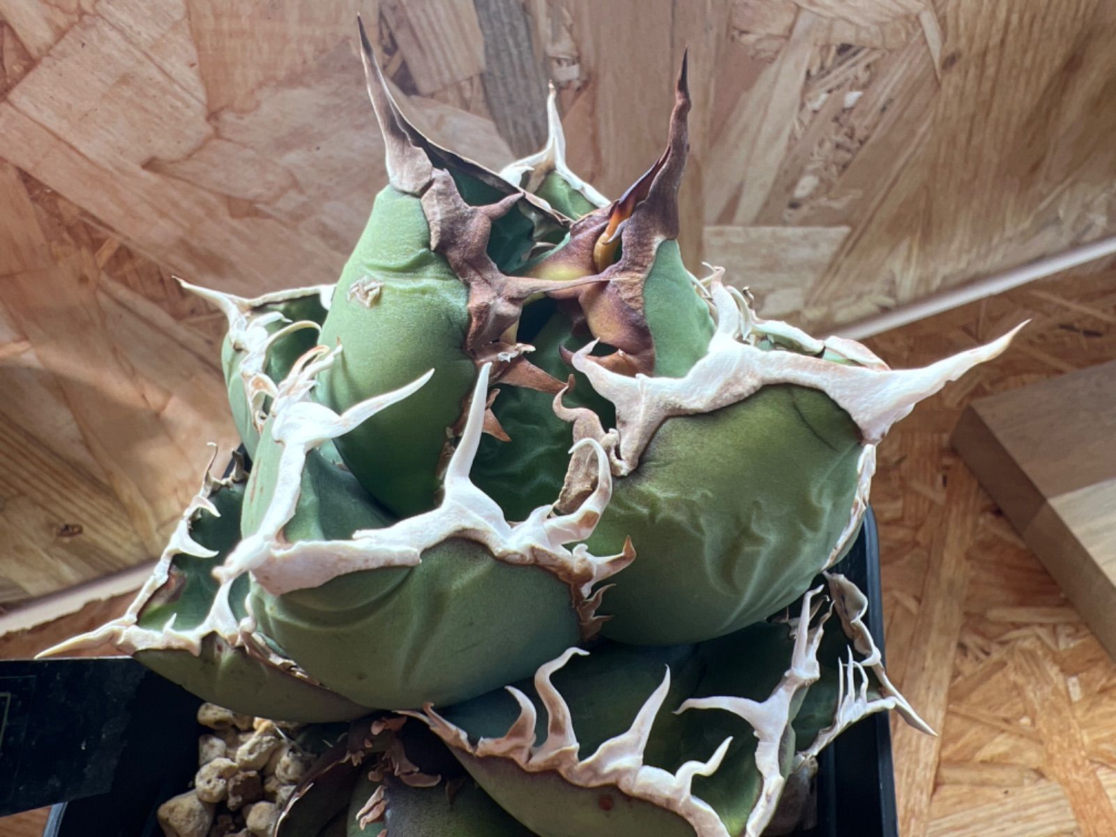 包心龍 lize血統 子株つき - メルカリ