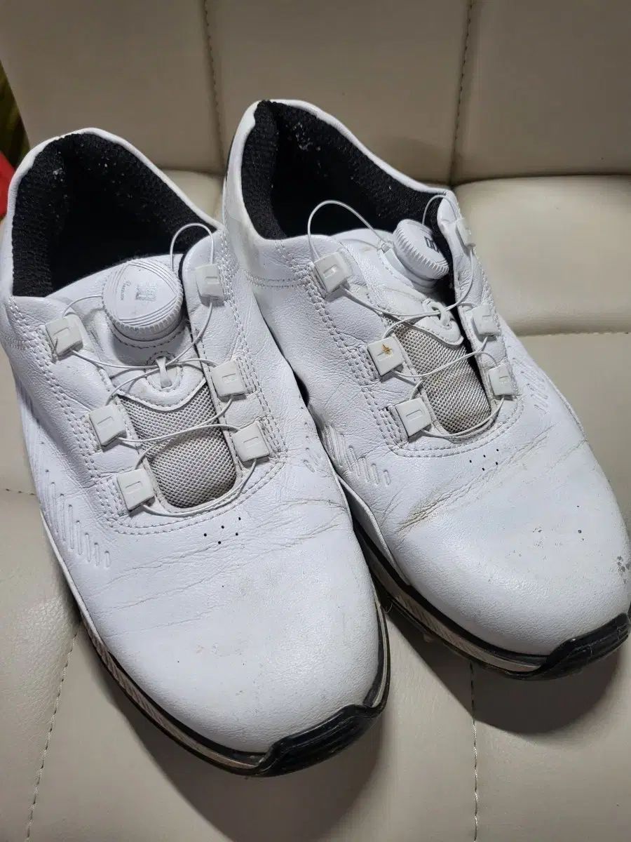 DAKS(ダックス) ゴルフシューズ ( 250 ）