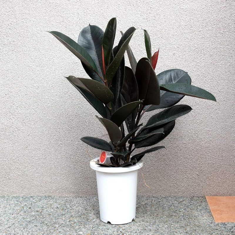 ＩＴＡＮＳＥ フィカス バーガンディー ゴムの木の仲間 観葉植物 中型 7号プラスチック鉢 品種で選べる観葉植物 リビングやオフィス向きサイズ 1個売り 学名 Ficus elastica ‘Burgundy’ クワ科 フィカス属