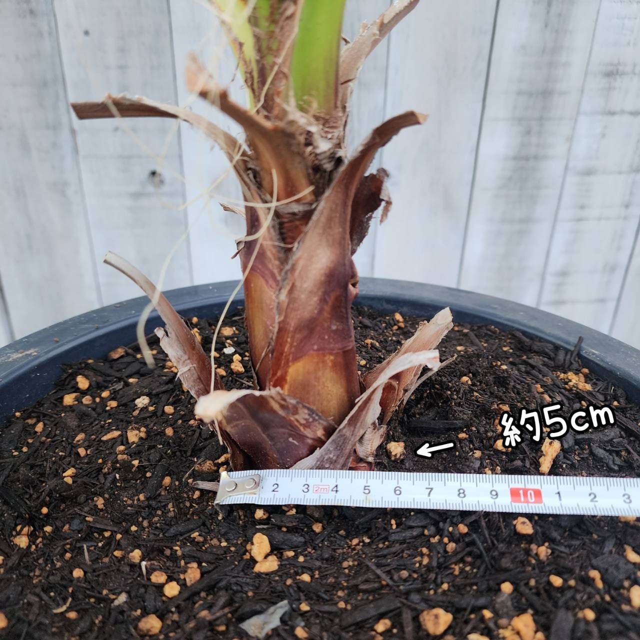 10号鉢】【鉢ごと発送】ワシントンヤシ ワシントニアフィリフェラ 