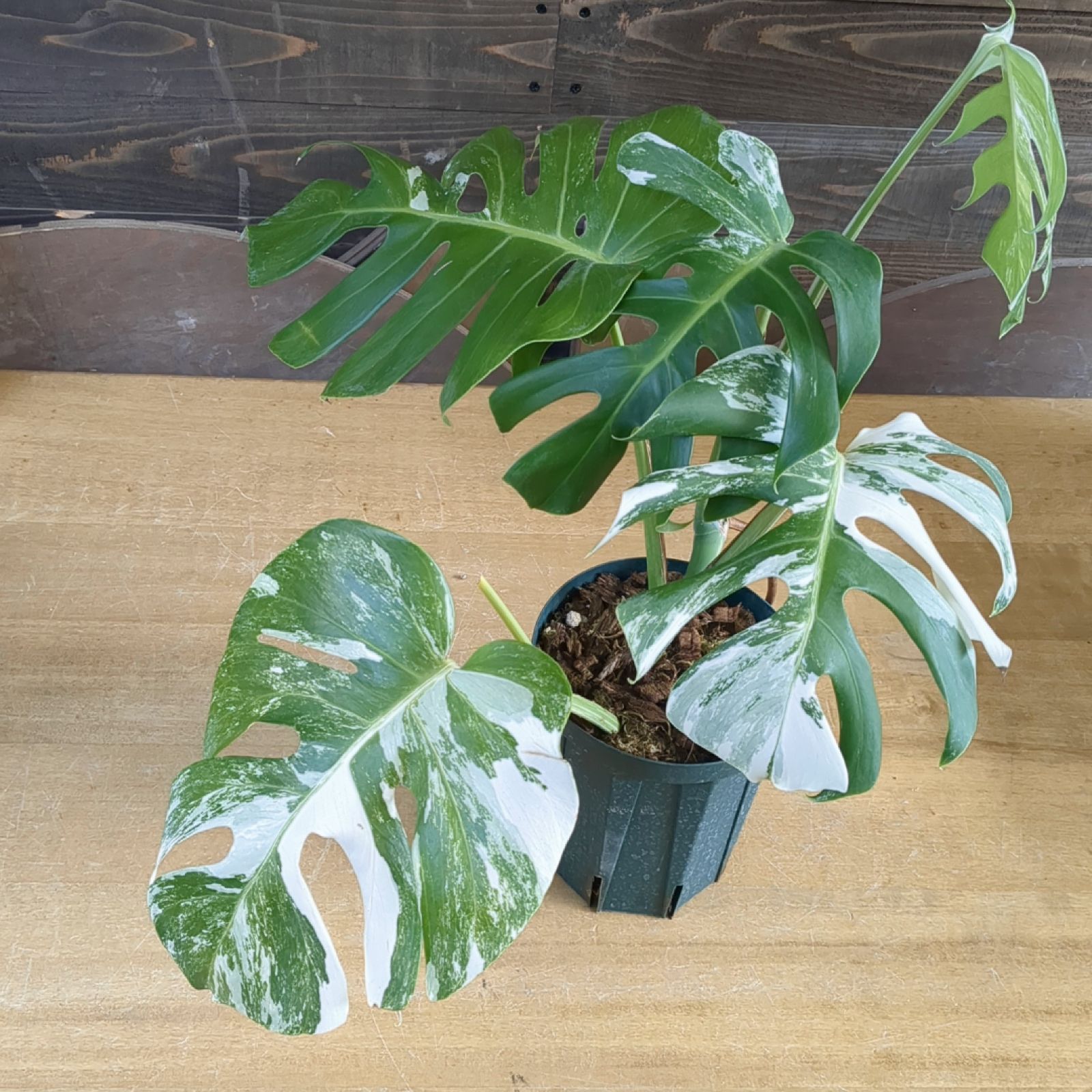 モンステラ ホワイトタイガー 【斑入り】鉢のまま発送 B - メルカリ