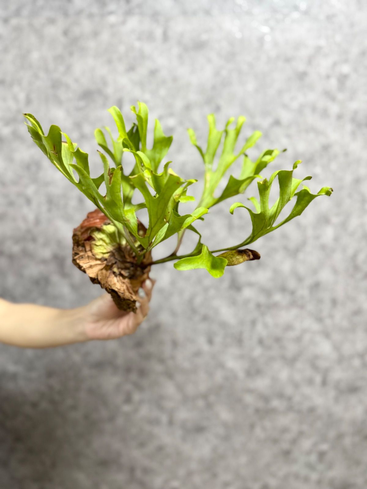 G*A様 ビカクシダ P. ridleyi wild from Borneo 超 G*A様 ビカクシダ P. ridleyi wild from Borneo 超 G*A様 ビカクシダ P