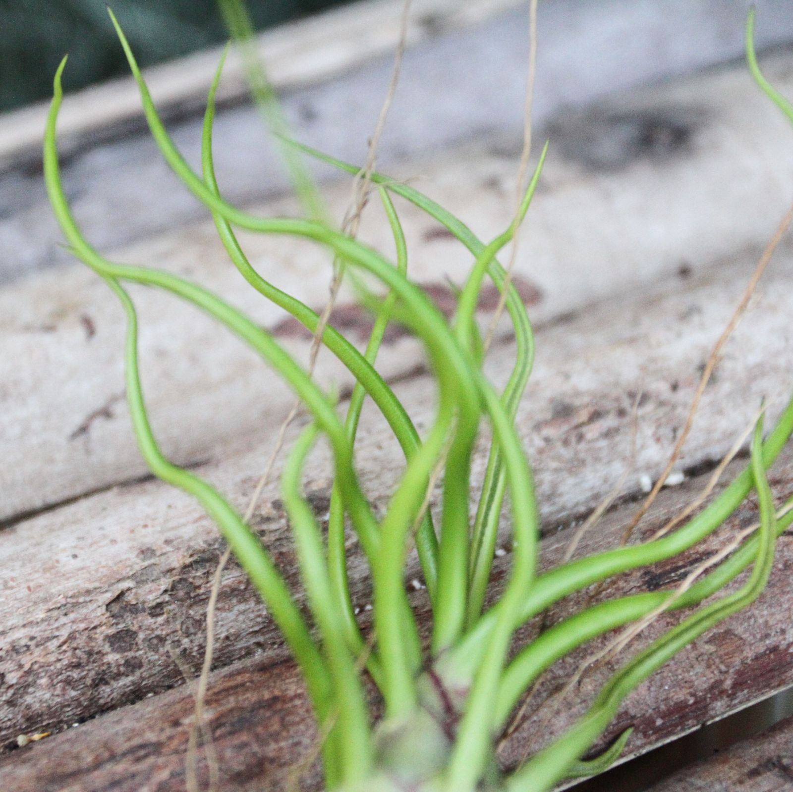 希少❗️エアプランツ　チランジア　ブルボーサ群生✨ チランジア・ブルボーサ・ベリーズ Tillandsia bulbosa 'Belize