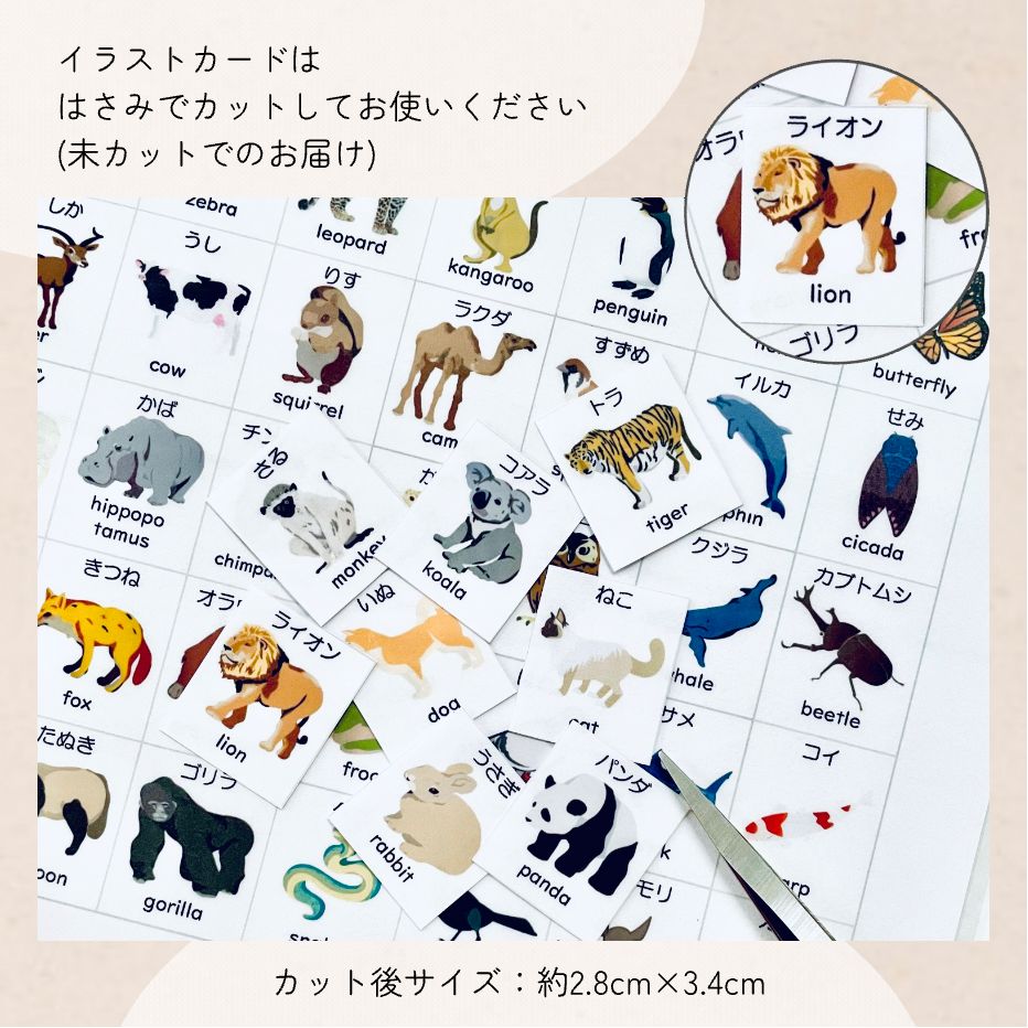動物 生き物 昆虫 小学校受験教材 理科的常識 幼児教育 知育