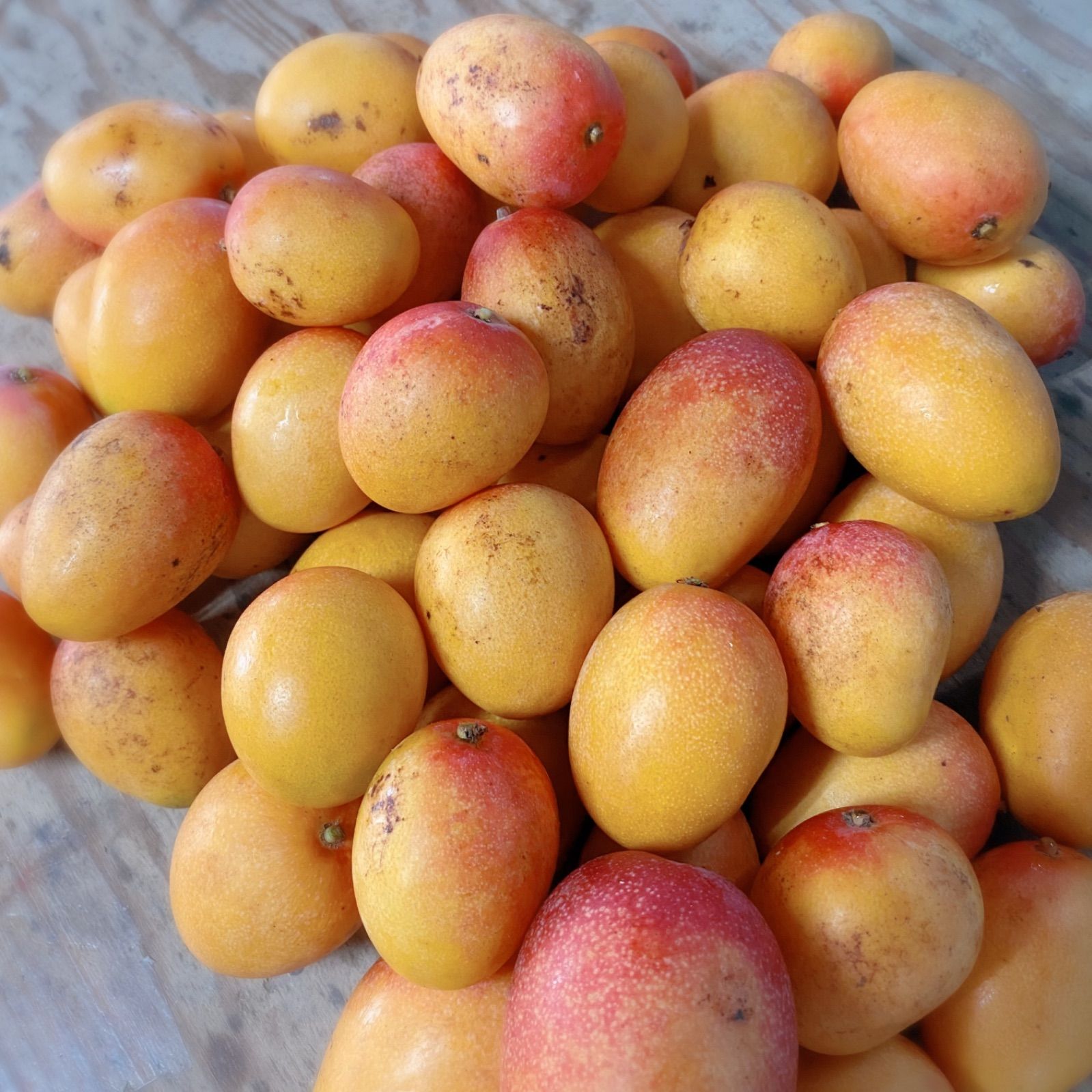 期間限定特価宮崎県産 完熟マンゴー 訳あり 6kg チルド 果物
