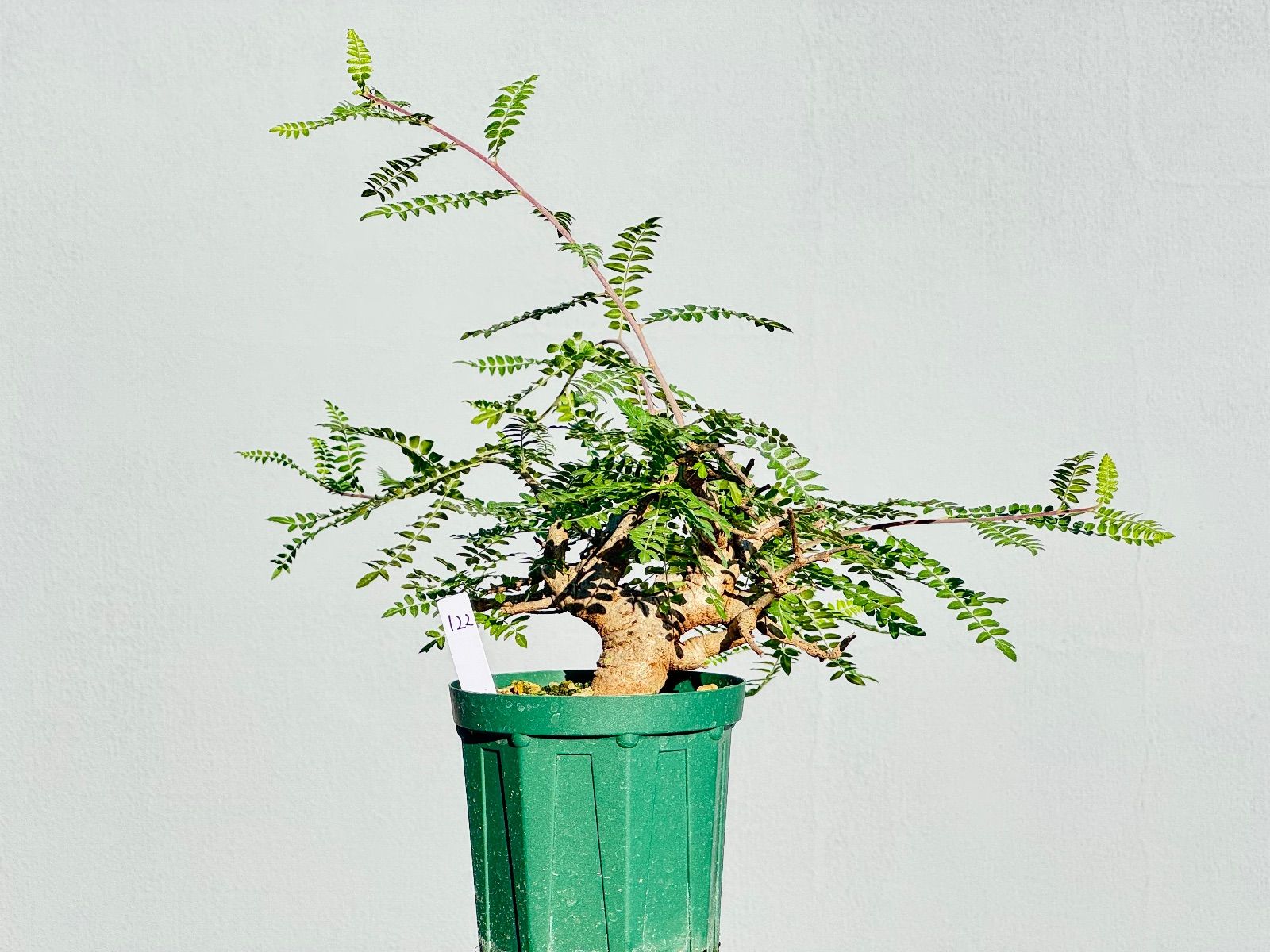 ボスウェリア ネグレクタ122 現品限り】ボスウェリア・ネグレクタ 現地