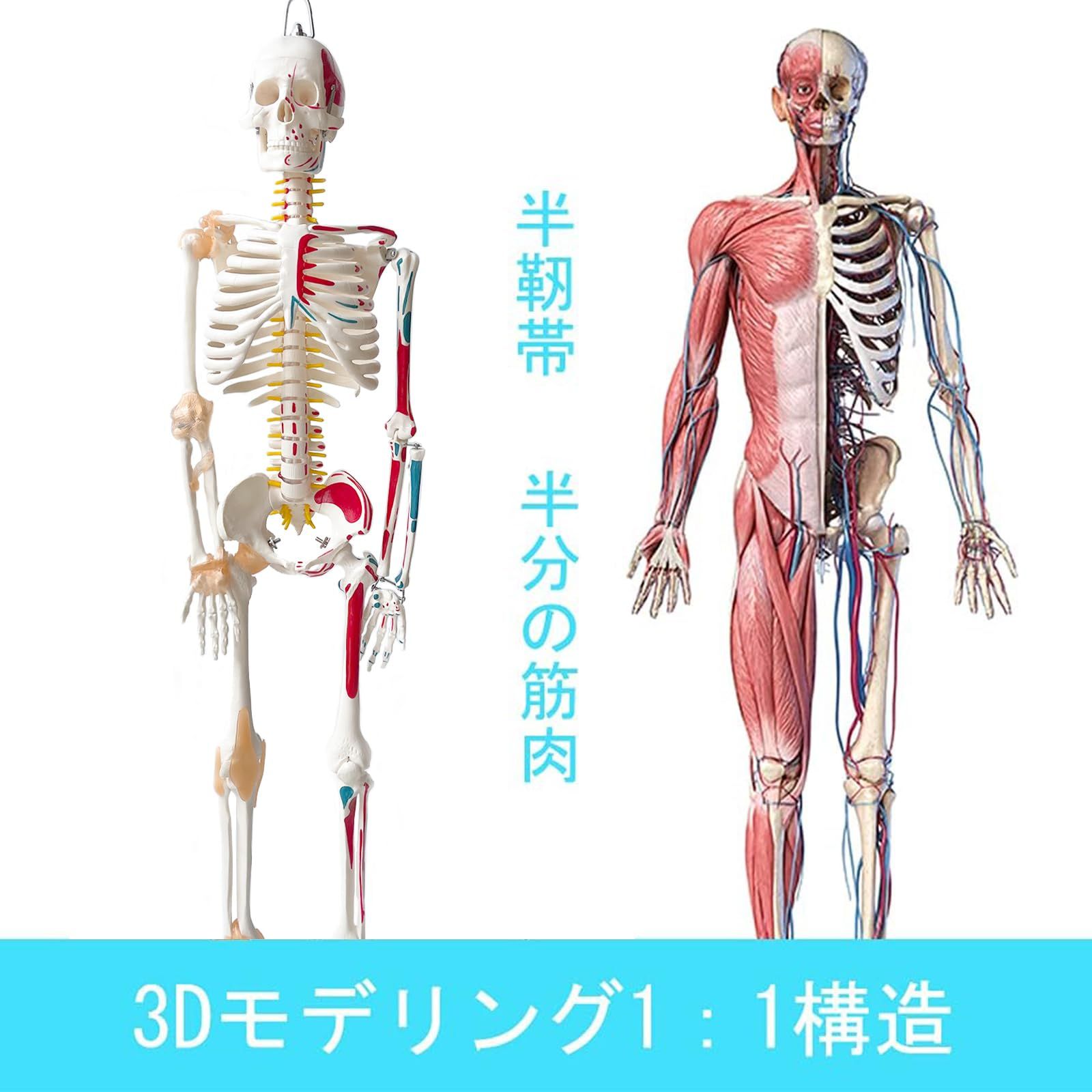 迅速発送】timiland 人体骨格模型 【サスペンションモデル 85cm