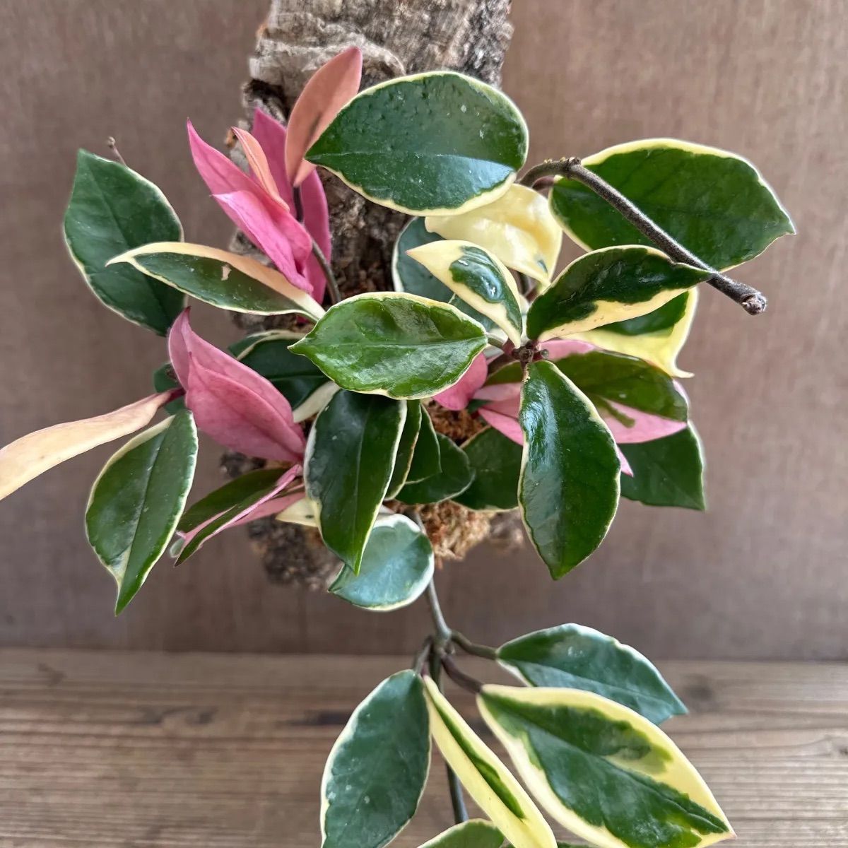 ホヤ カルノーサ リップカラー コルク付け 現品 サクララン 桜蘭 Hoya