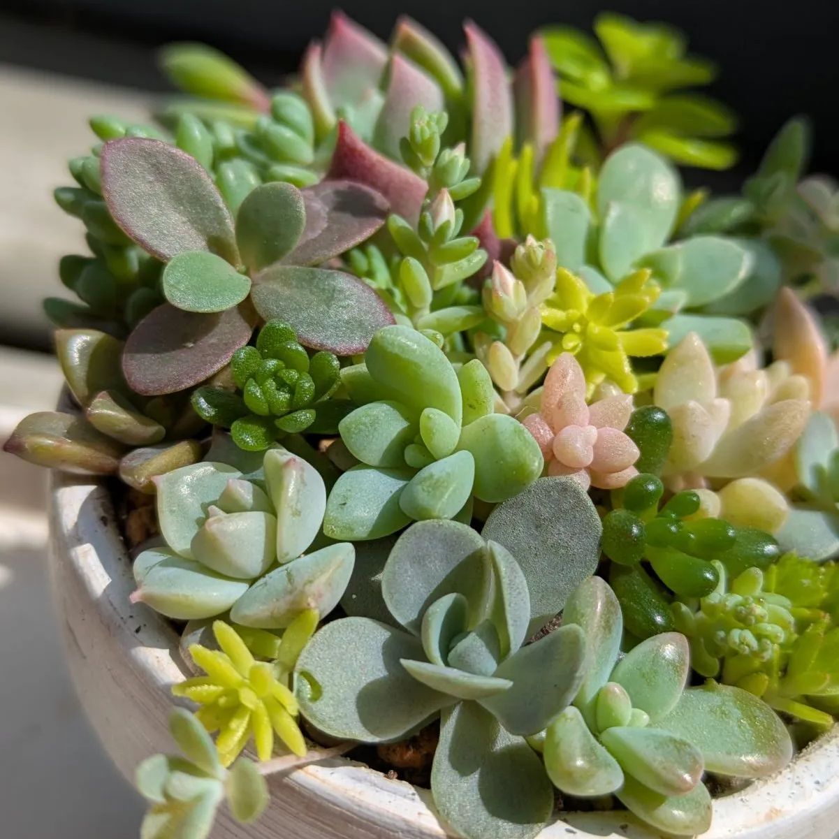 masa2311‼️ 多肉植物　カット苗　気まぐれセット 多肉植物＊気まぐれ寄せ植え＊カット苗＊1点限り!!!! 多肉植物