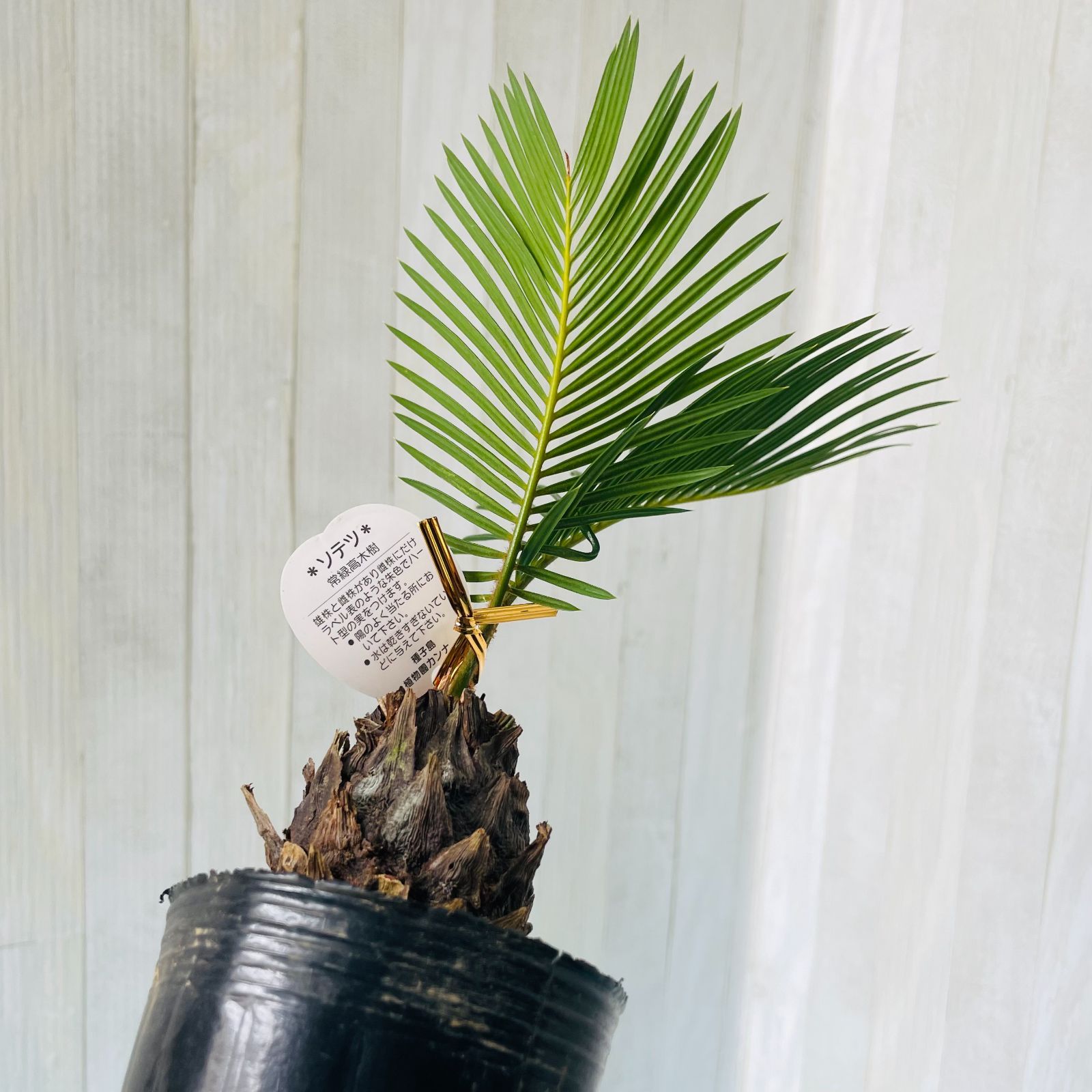 蘇鉄 約20cm ソテツ H 20cm W 15cm 口径10cm 幹7cm | Garden Varejo