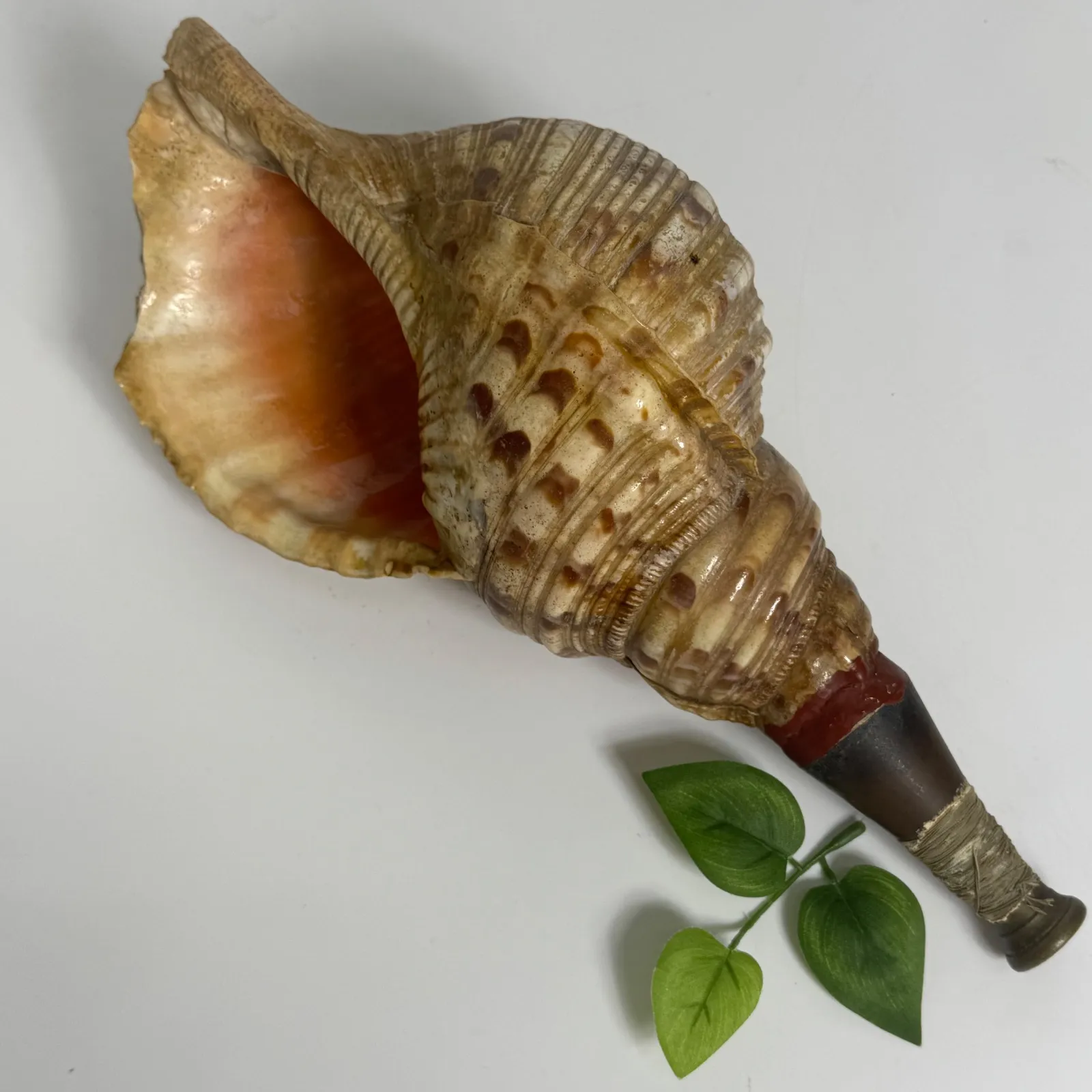 希少❗️沖縄　本物　法螺貝 縁起物 笛 ほら貝 和楽器 2025年最新】沖縄の法螺貝 ほら貝の人気アイテム - メルカリ