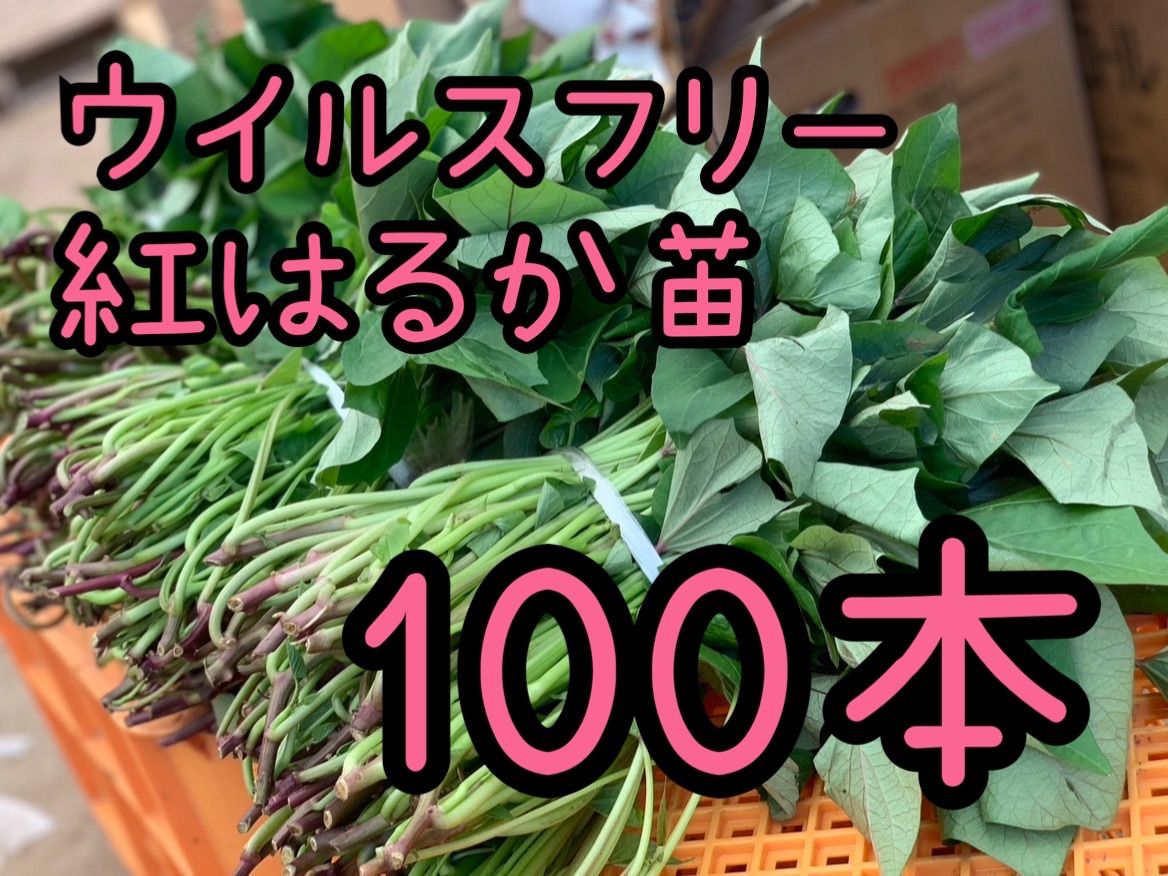 即日発送可！】紅はるか苗☆ウイルスフリー 100本 - メルカリ