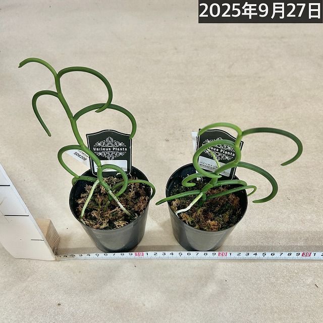 洋蘭 洋ラン パピリオナンセ テレス オリンピックリングス 3号硬質