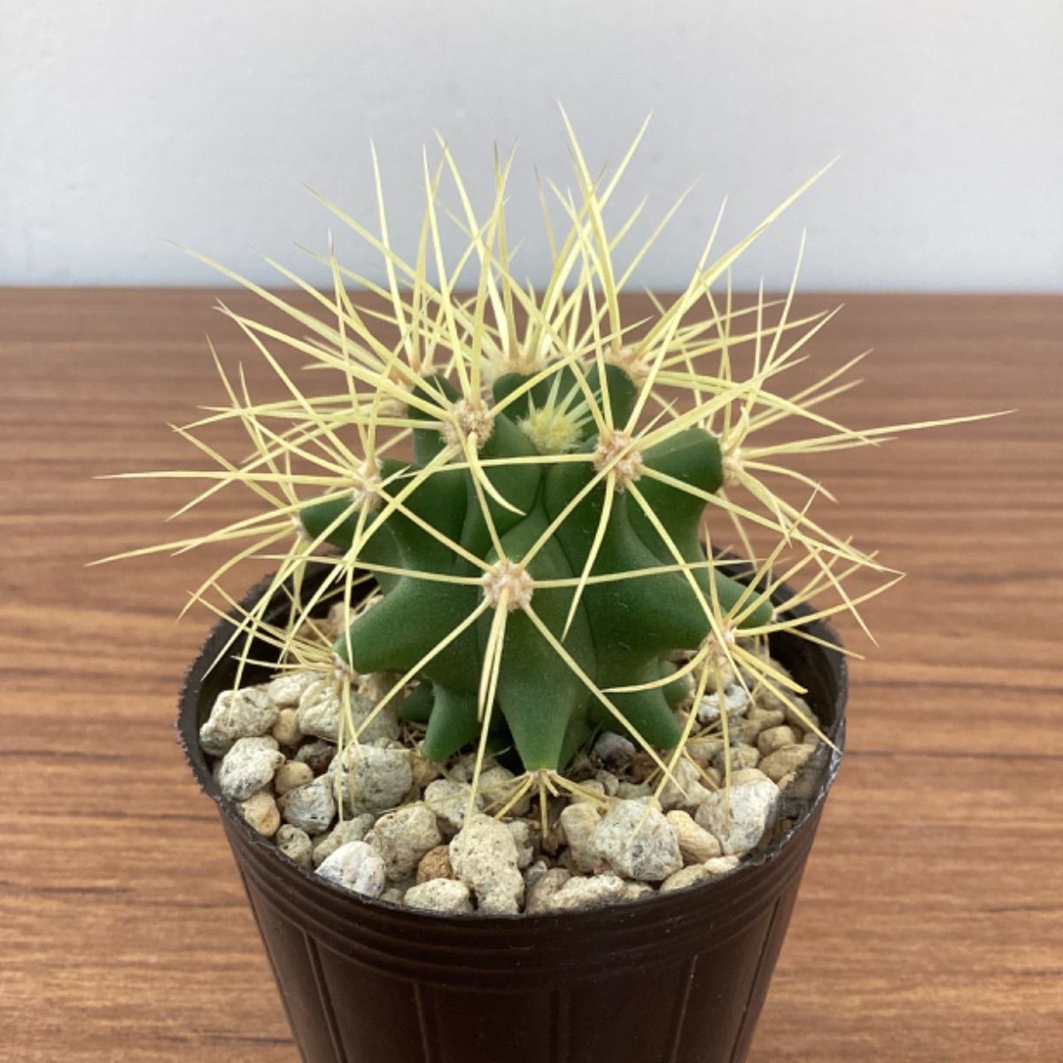 サボテン フェロカクタス 王冠竜③ - メルカリ