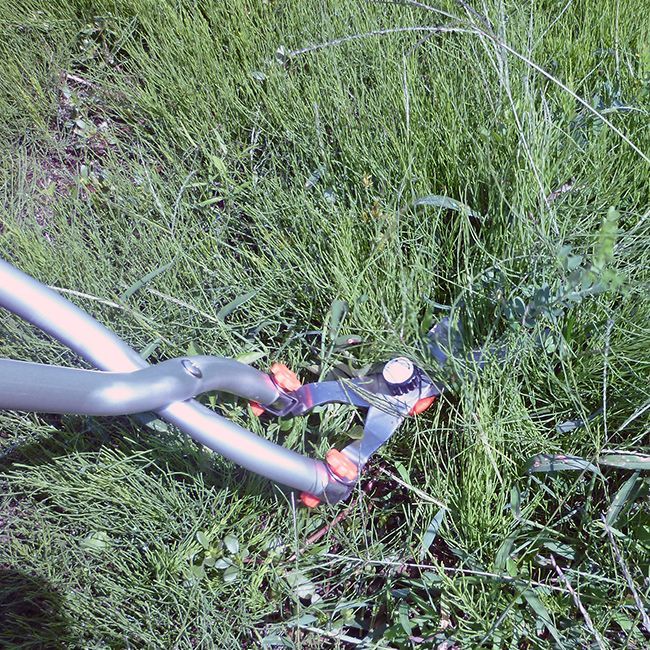 佐川急便配送 ステンレス刃 立ち作業用草刈りハサミ 草刈り ハサミ 立ち作業 道具 庭 草刈りハサミ 草取り 立ったまま 雑草とり 雑草取り 立ったまま草刈り 芝生 畑仕事 便利グッズ 草むしり 園芸用品 農作業 便利 グッズ YUZUMIYA_COM