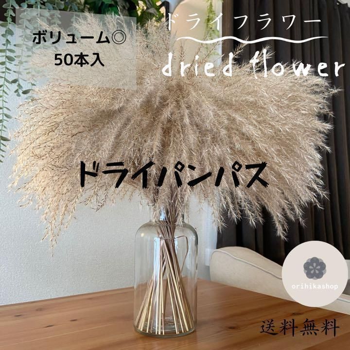 ドライフラワー パンパスグラス 50本 50㎝ 観葉植物 インテリア 花