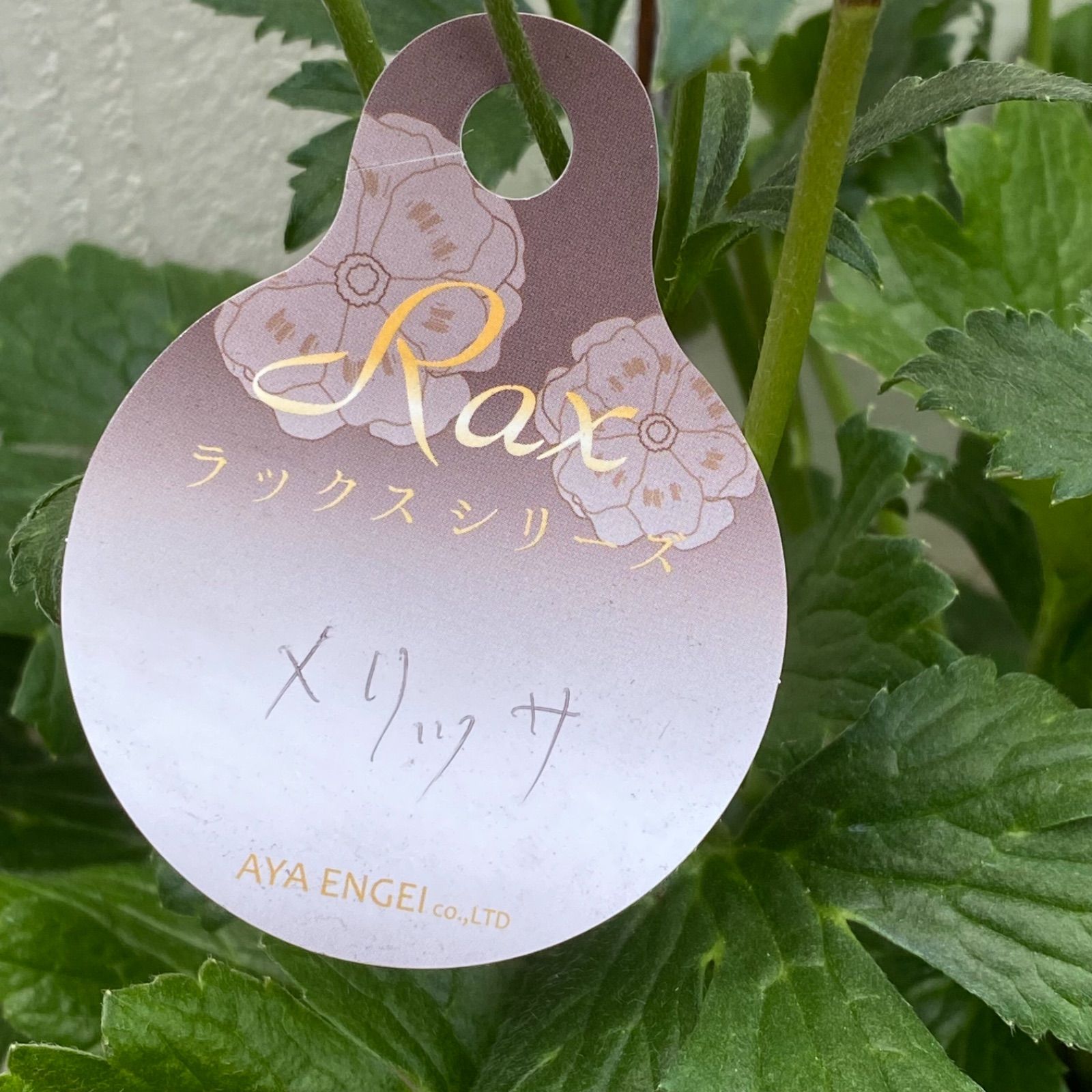 ラナンキュラス ラックス メリッサ - メルカリ