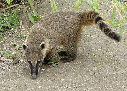 激レア！アカハナグマ（Brown-nosed coati）頭骨 老成♂ - 頭骨・骨格