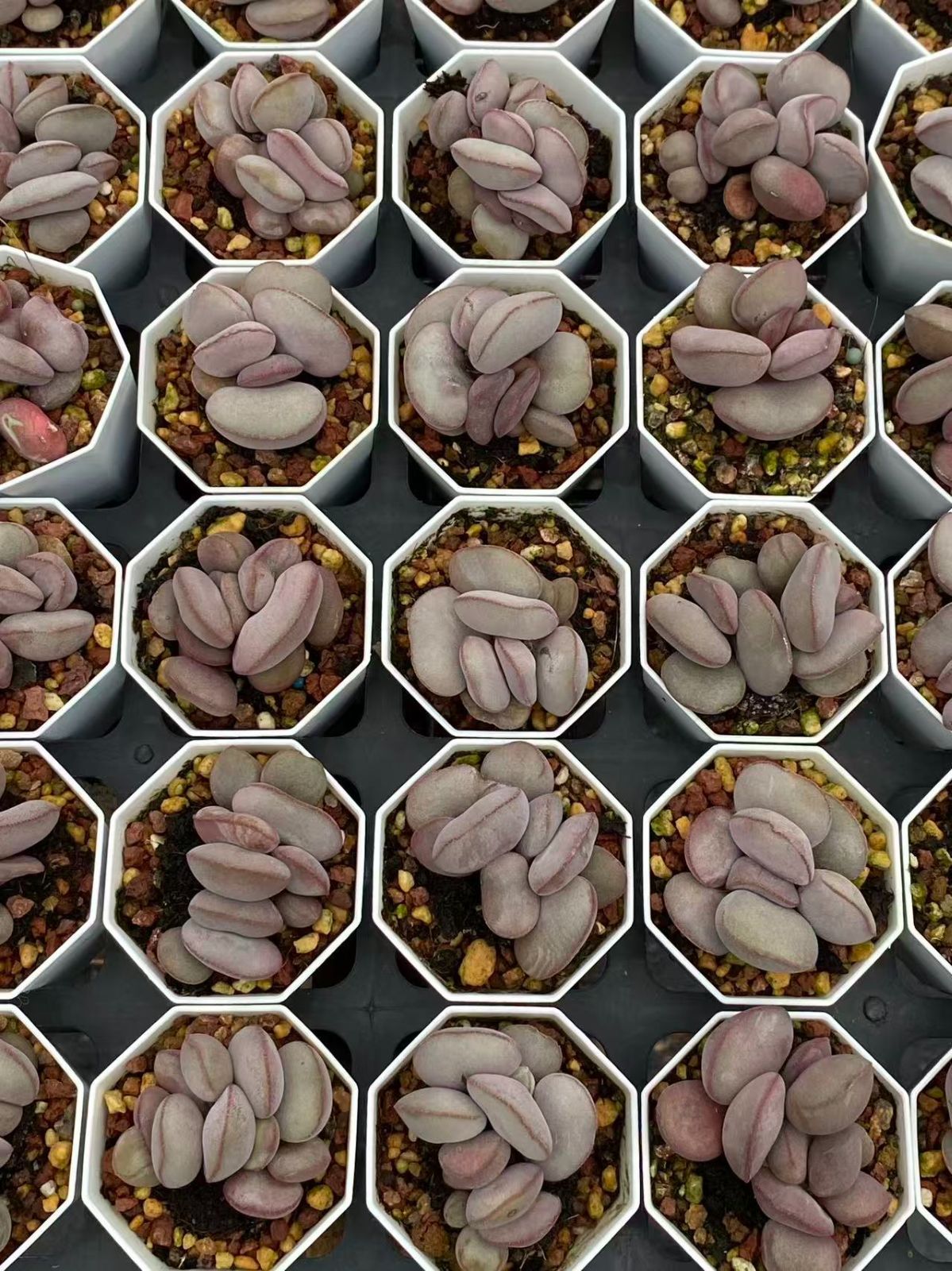 多肉植物 アエオニウム