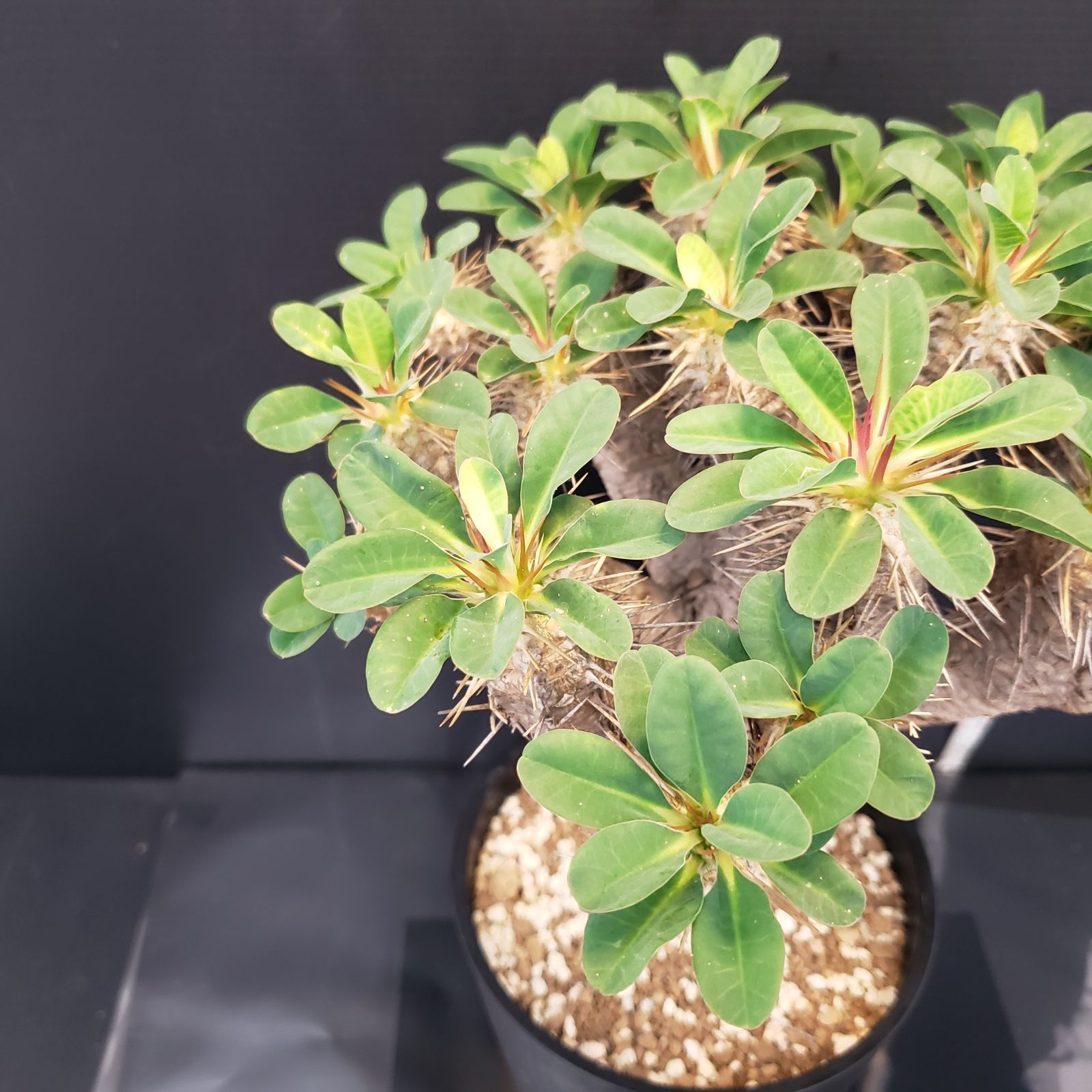 【現品】塊根植物・ギラウミニアウナ 一番分岐が多いメガギラウの植え替え。(写真1〜5枚目) おそらく
