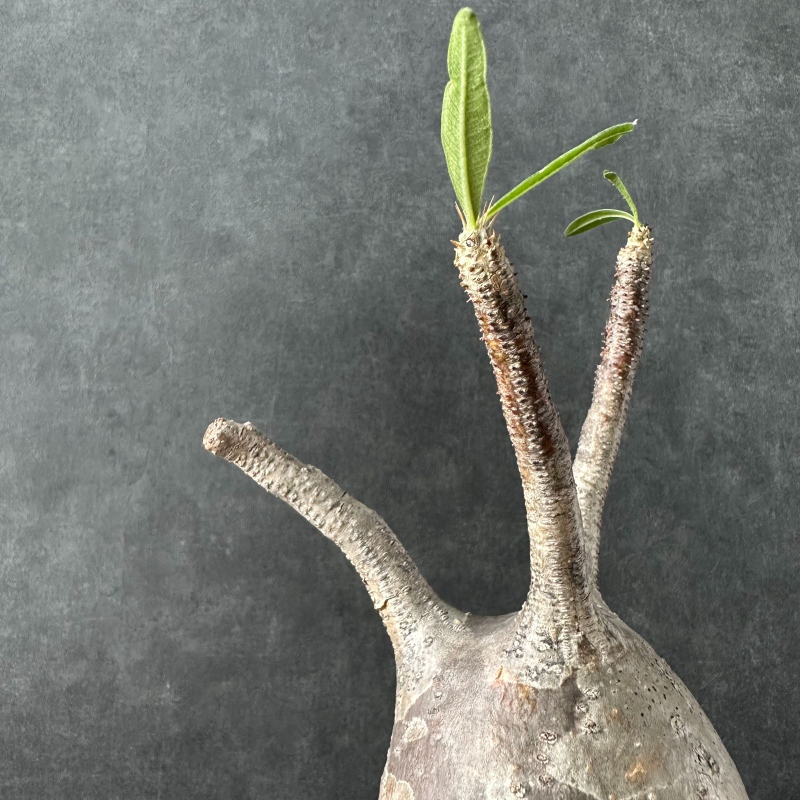現地球・発根済S】パキポディウム グラキリス 鉢付き 塊根植物