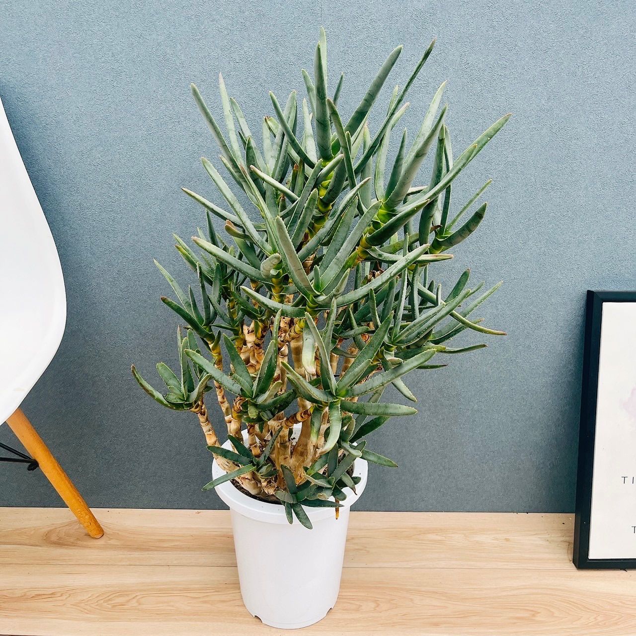 現品　アロエ　ラモシシマ　2番　根上がり　幹上がり　多肉植物　レア　観葉植物 アロエ ラモシシマ【現品】☆希少☆ 観葉植物 多肉植物 ドライガーデン