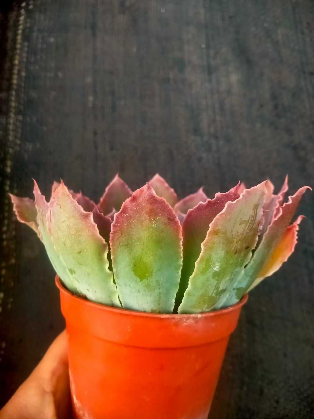 新発売 18株セット 夕焼けの舞 抜き苗 多肉植物 佐川急便発送 エケベリア