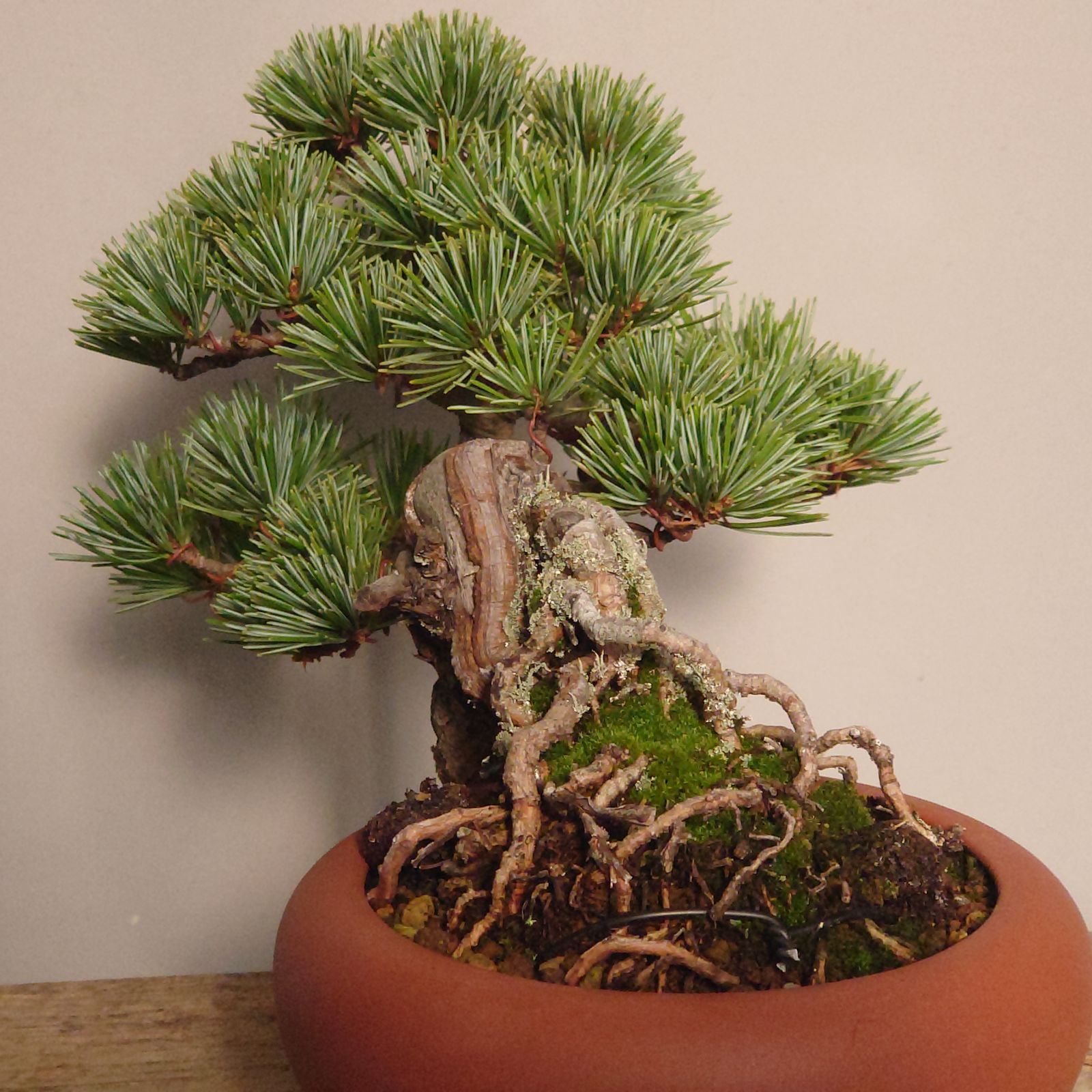 五葉松盆栽半懸崖