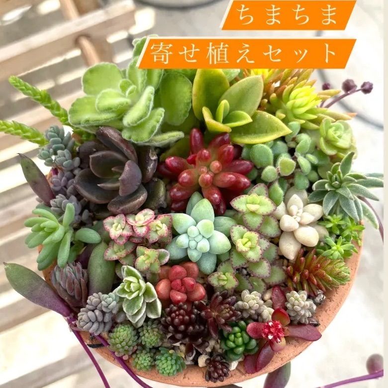 ☆レアセダム入り☆多肉植物寄せ植えセット☆ちまちま寄せ植えセット