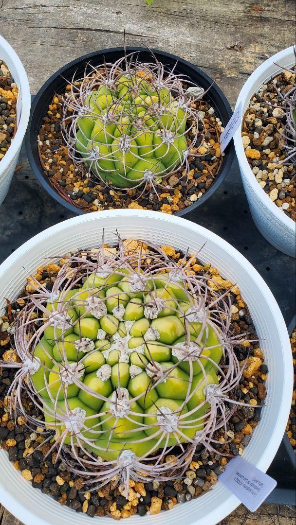 FNつき 25種類セット