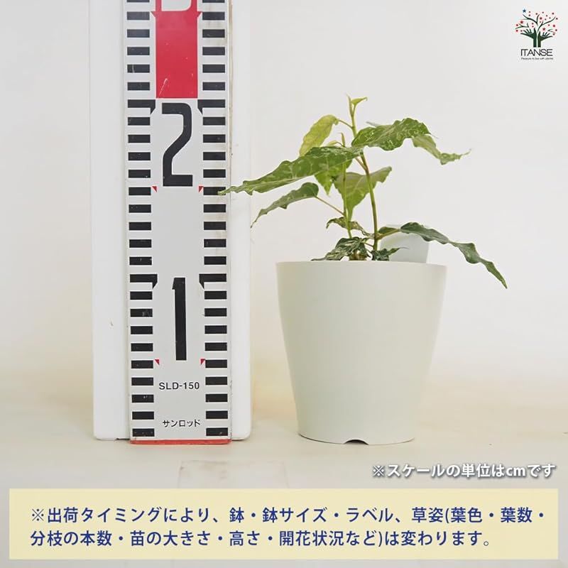 南西大西洋の島バヌアツや