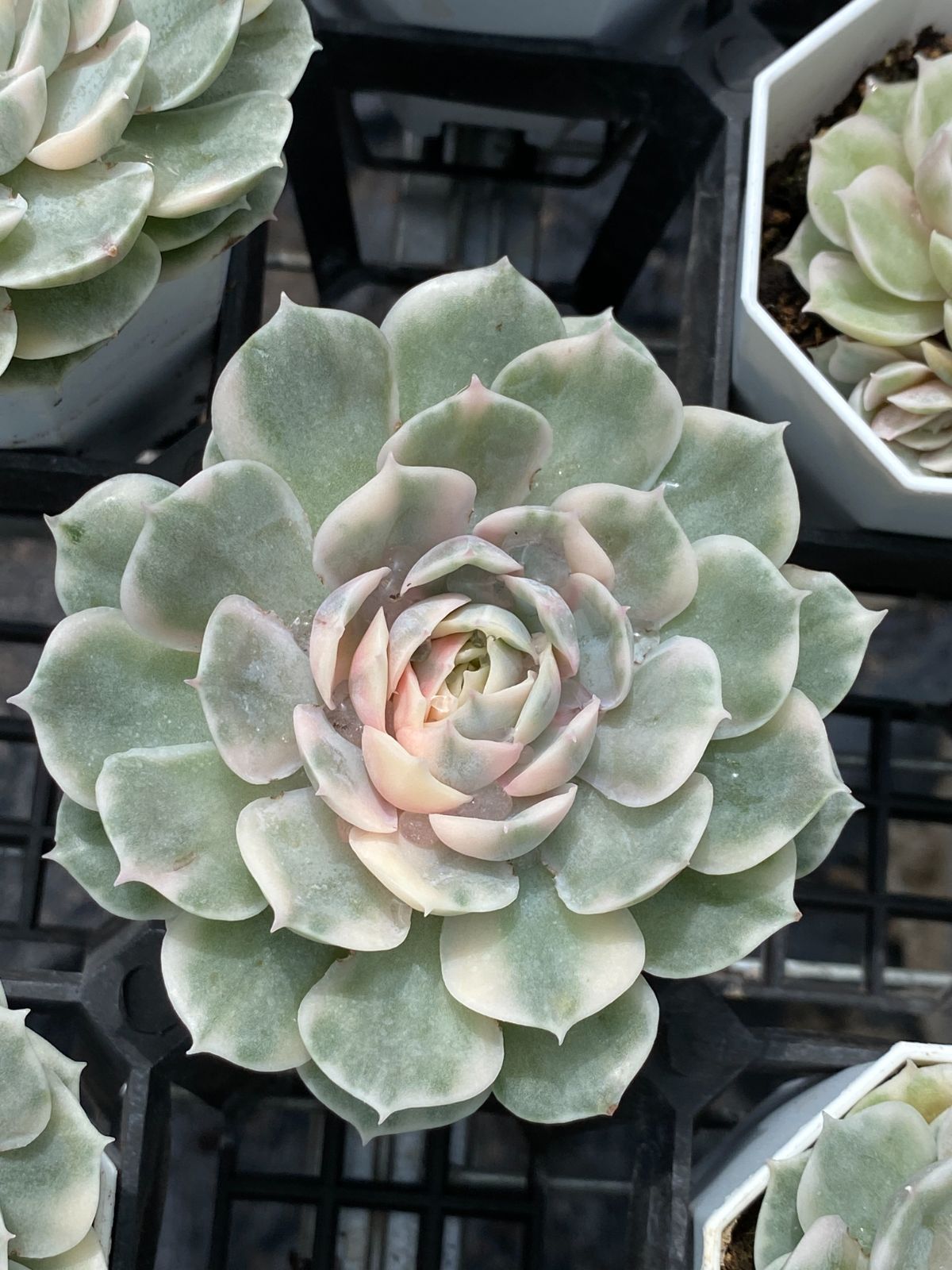 多肉植物 アエオニウム