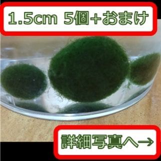 国産まりも１.5cm 5個 おまけ付き 無農薬 - メルカリ